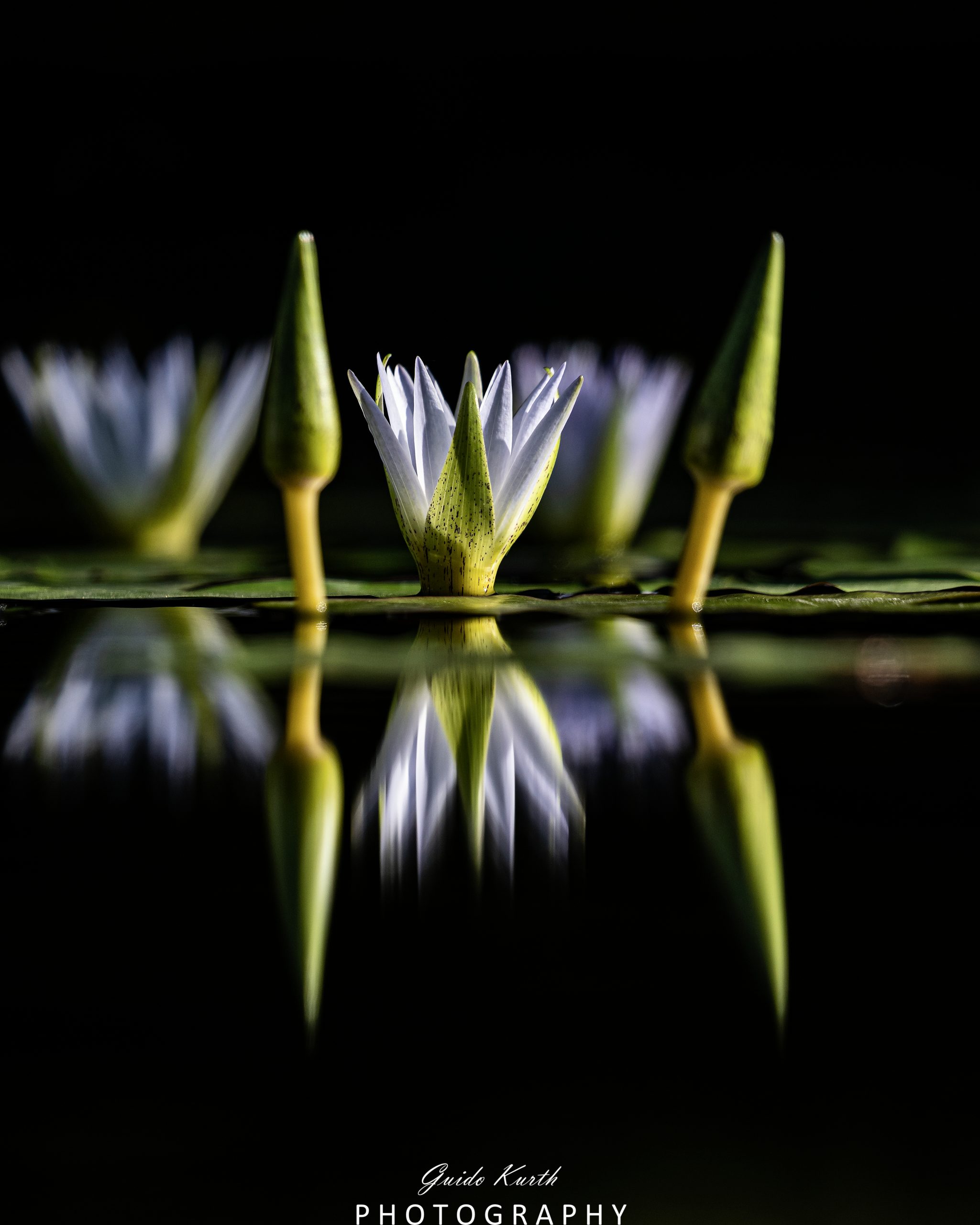 Mehr über den Artikel erfahren Seerosen