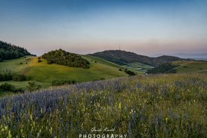 Mehr über den Artikel erfahren Schelingen
