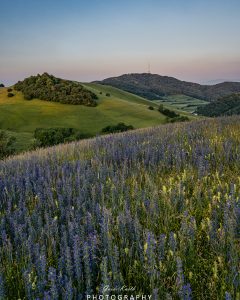 Mehr über den Artikel erfahren Schelingen