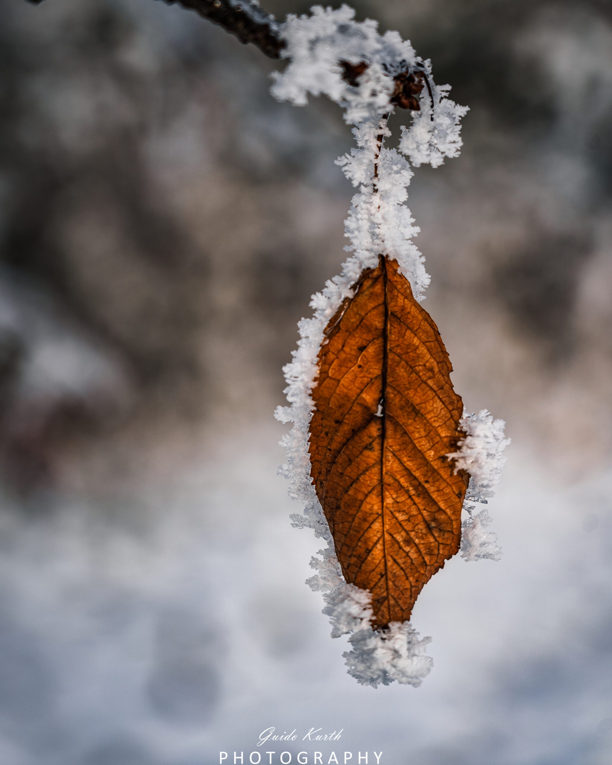 Mehr über den Artikel erfahren Herbst/Winter