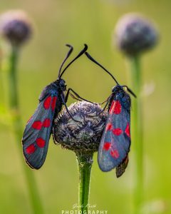 Mehr über den Artikel erfahren Gemeine Blutströpfchen