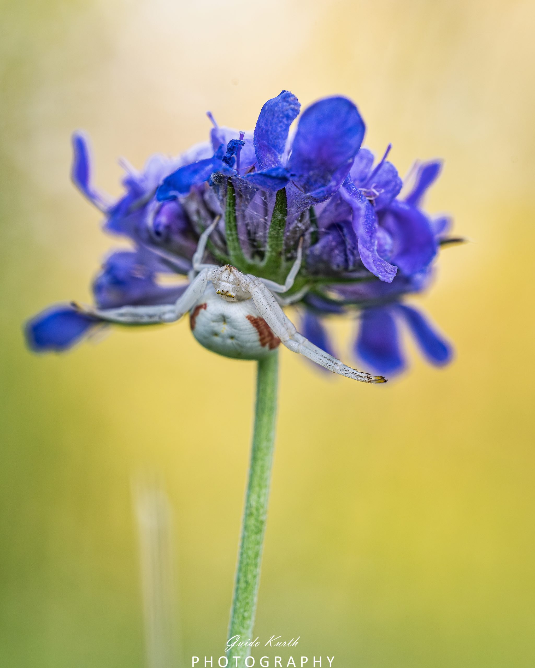 Mehr über den Artikel erfahren Lauernde Krabenspinne
