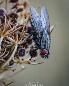 Mehr über den Artikel erfahren Fliege mit Tau