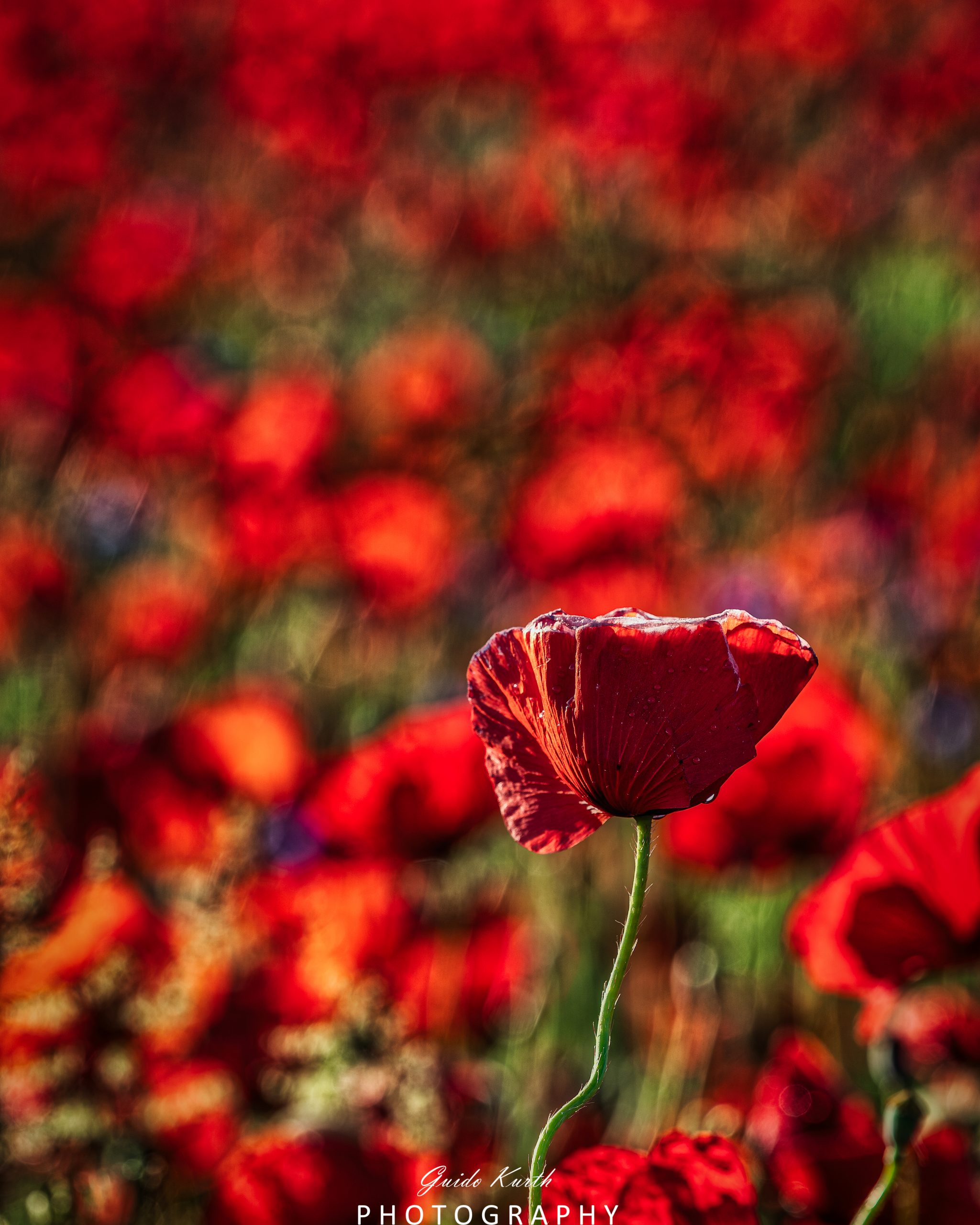 Du betrachtest gerade Roter Mohn