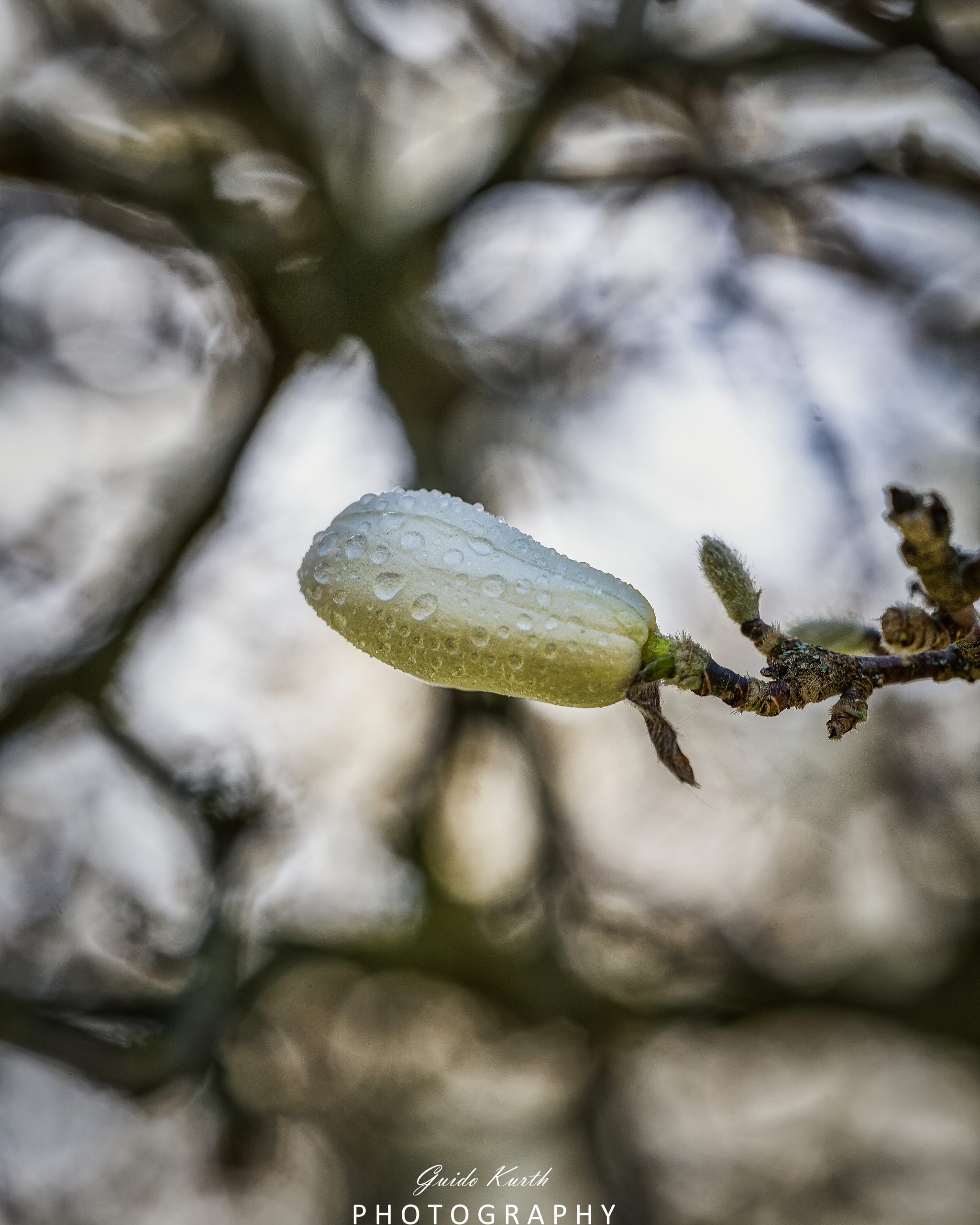 Mehr über den Artikel erfahren Magnolie