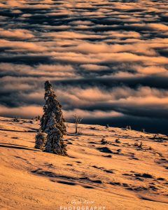 Mehr über den Artikel erfahren Nebelmeer Schwarzwald