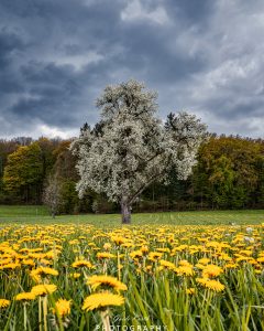 Mehr über den Artikel erfahren Frühlingserwachen…