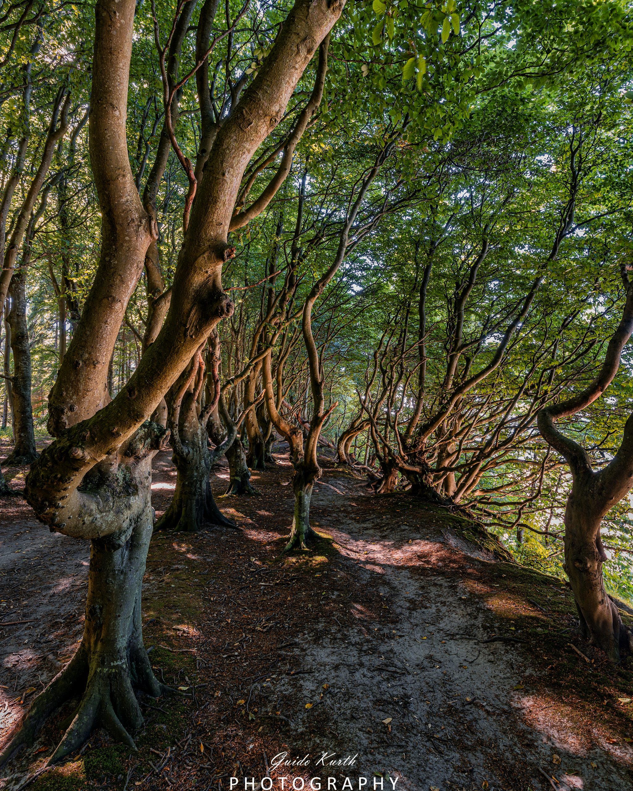 Du betrachtest gerade Märchenwald