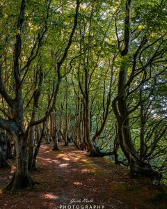 Mehr über den Artikel erfahren Märchenwald