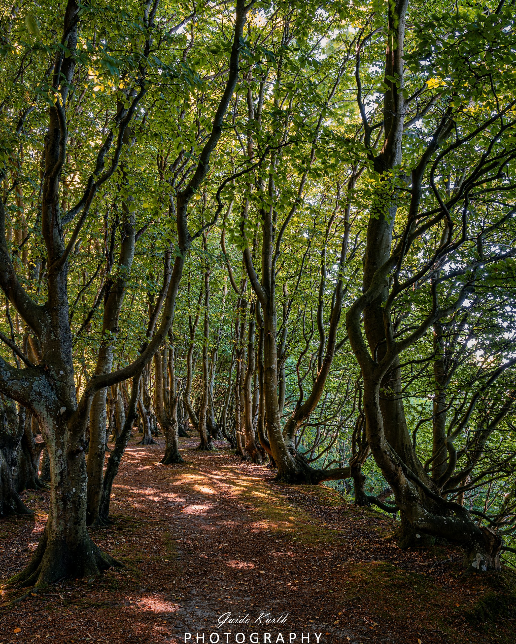 Du betrachtest gerade Märchenwald