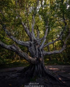 Mehr über den Artikel erfahren Märchenwald