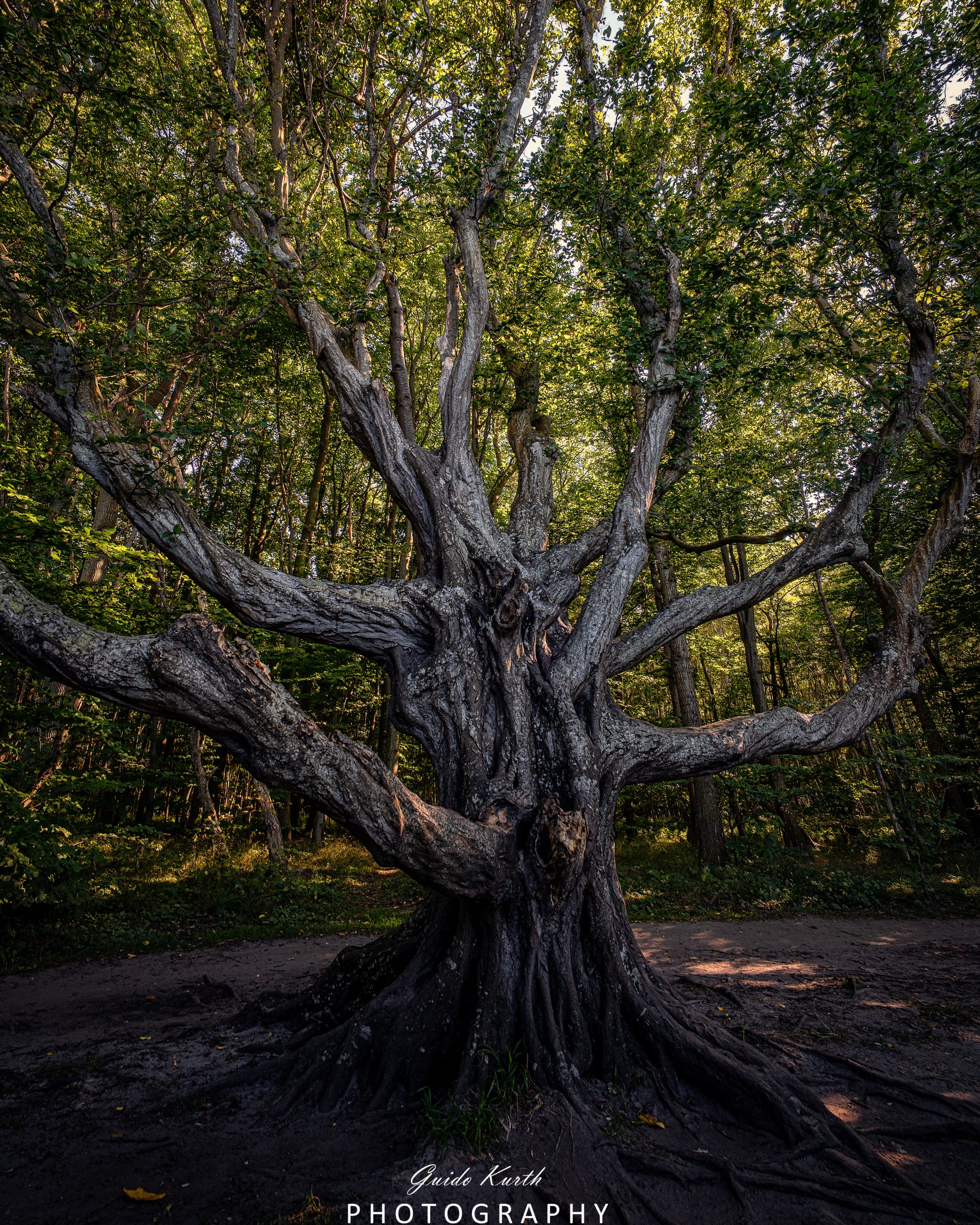 Mehr über den Artikel erfahren Märchenwald