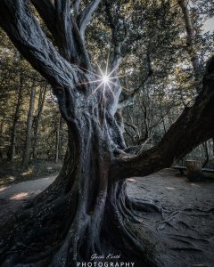 Mehr über den Artikel erfahren Märchenwald