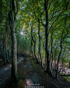Mehr über den Artikel erfahren Märchenwald