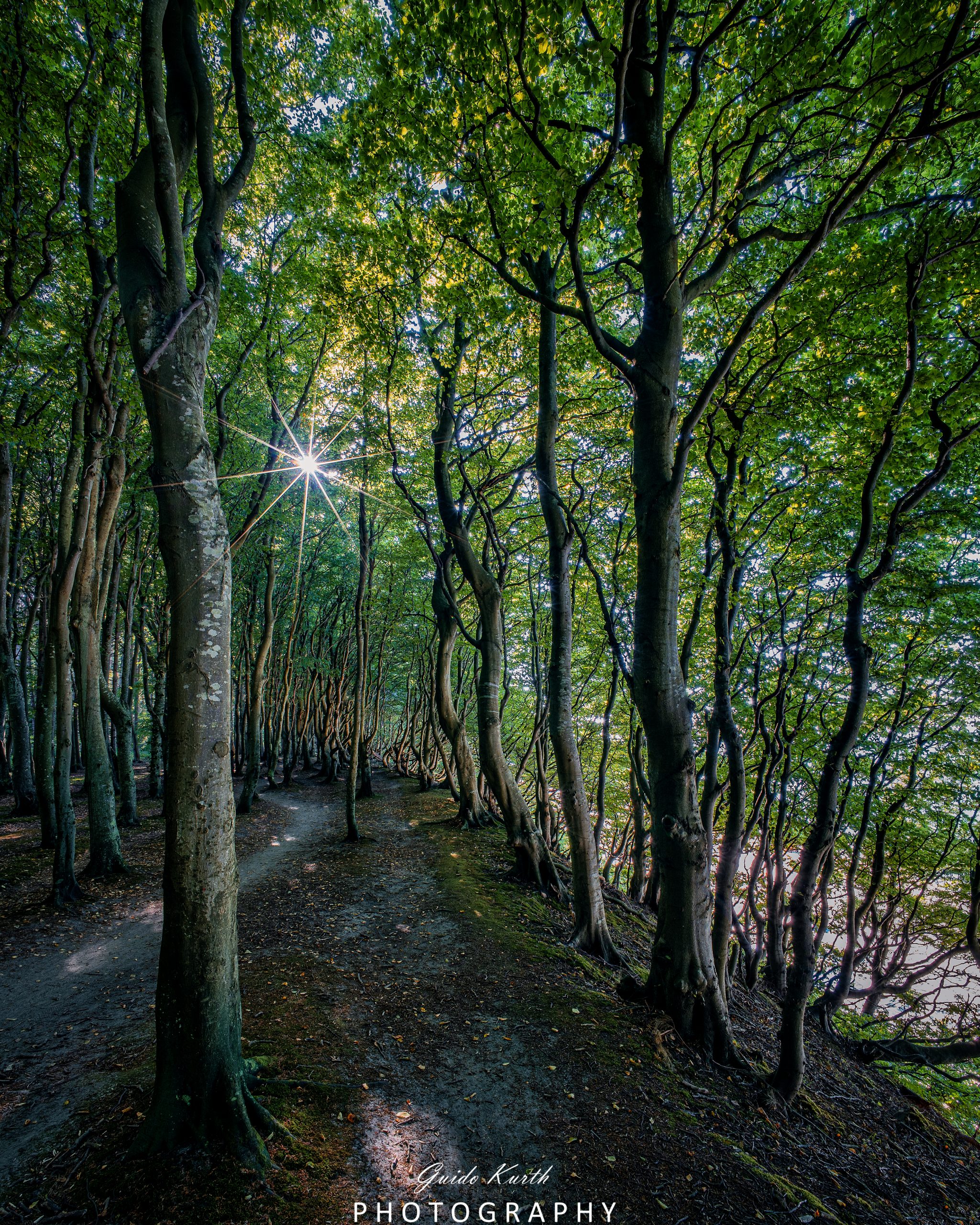 Du betrachtest gerade Märchenwald