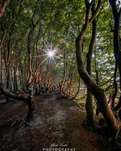 Mehr über den Artikel erfahren Märchenwald