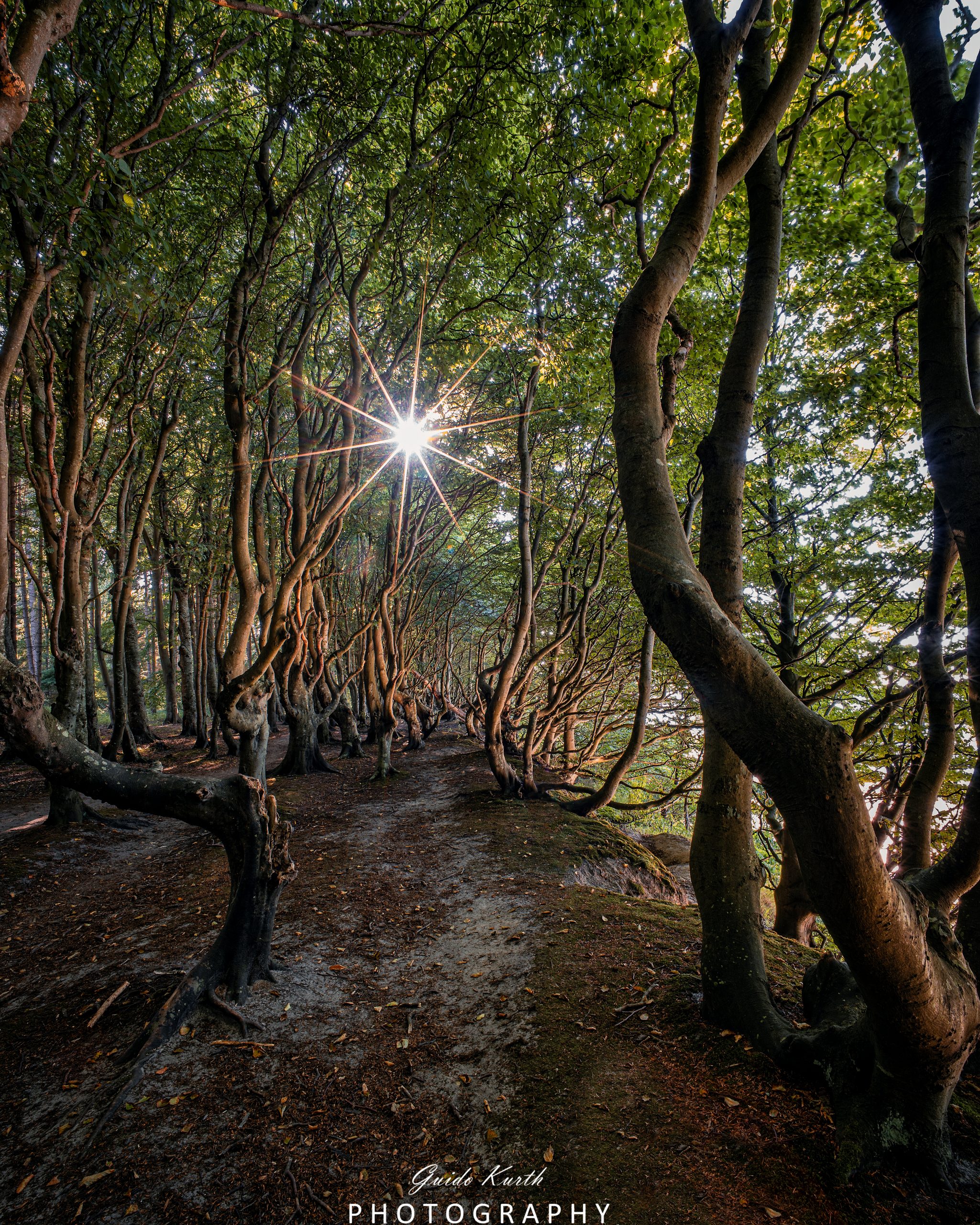 Du betrachtest gerade Märchenwald