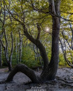 Mehr über den Artikel erfahren Märchenwald