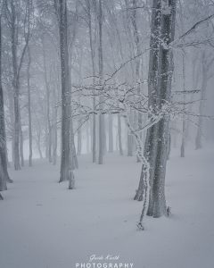 Mehr über den Artikel erfahren Kandel Winter