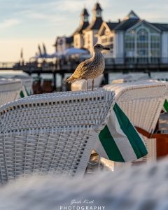Mehr über den Artikel erfahren Selliner Strand Mövengedöns