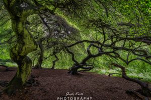 Mehr über den Artikel erfahren Hexenwald