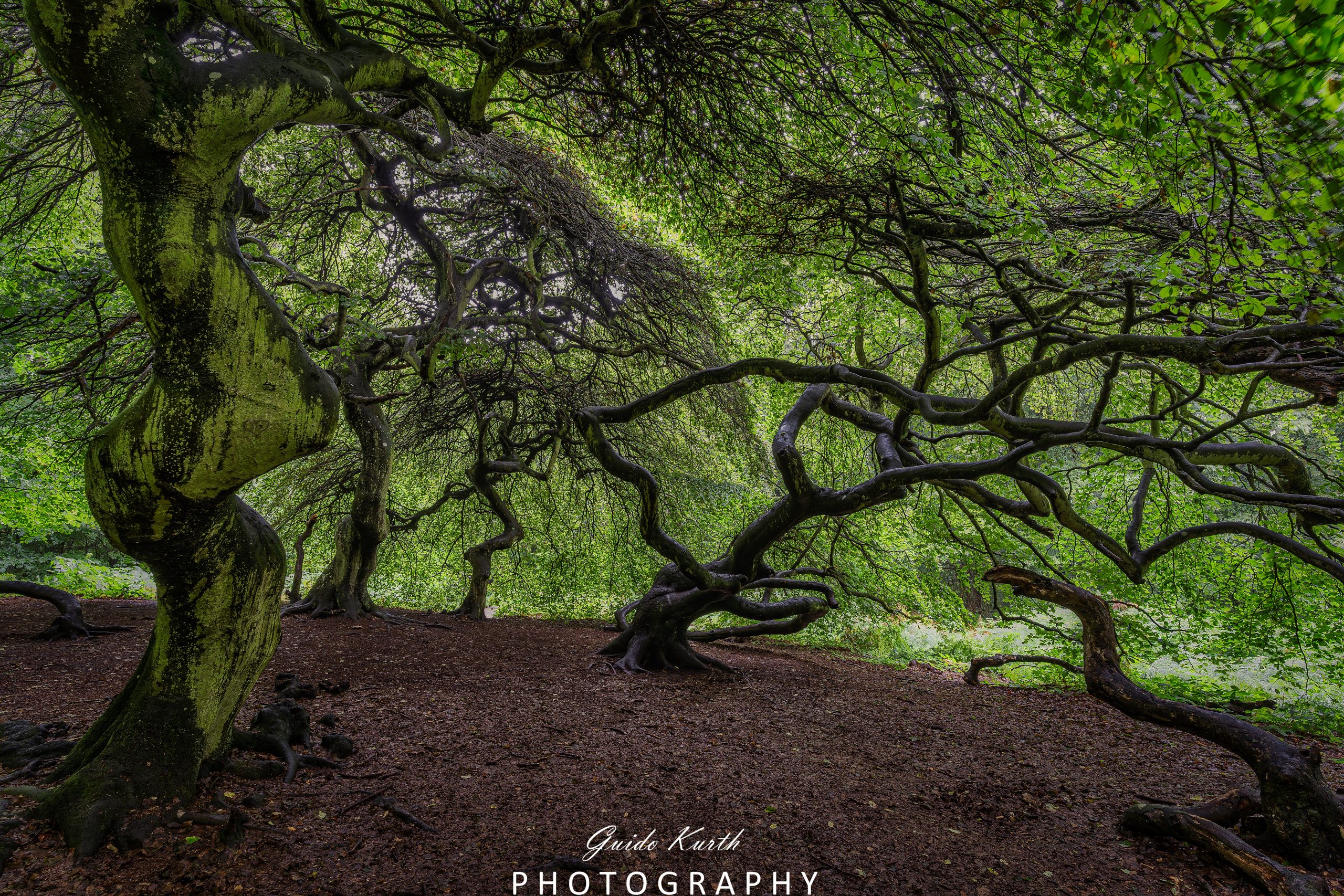 Du betrachtest gerade Hexenwald