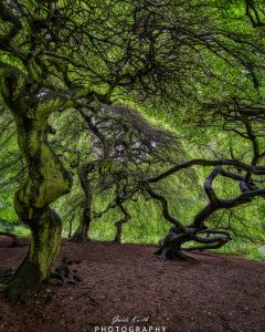 Mehr über den Artikel erfahren Hexenwald