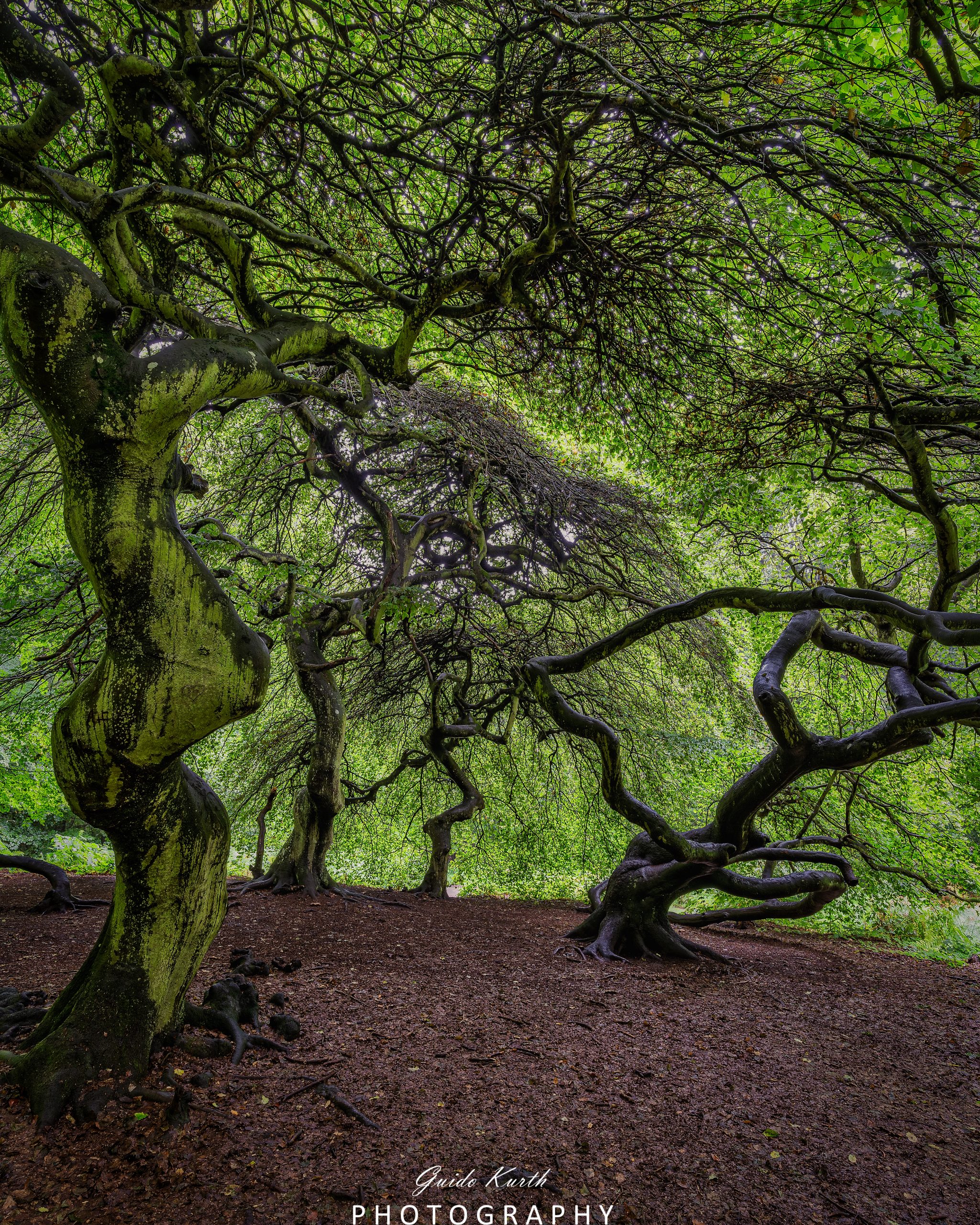 Du betrachtest gerade Hexenwald