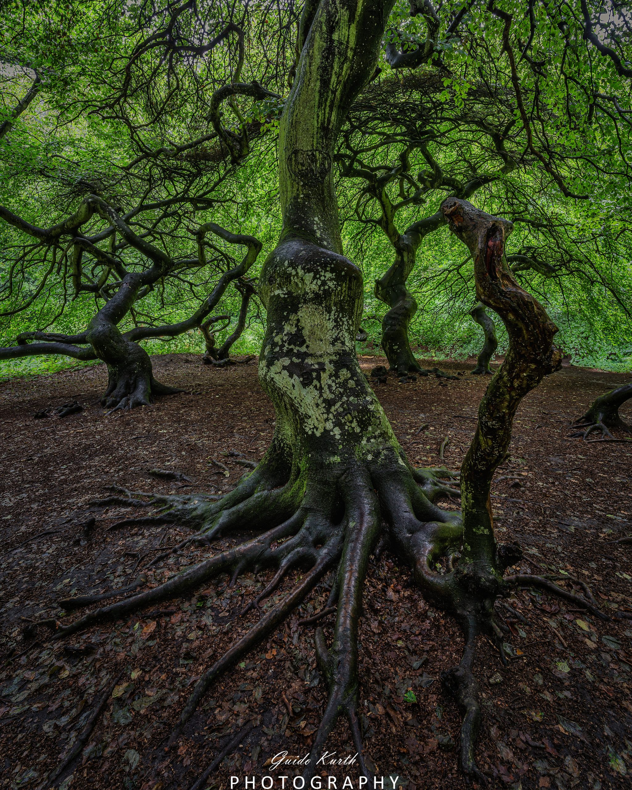 Du betrachtest gerade Hexenwald