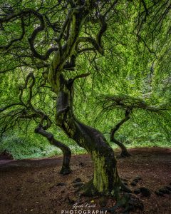 Mehr über den Artikel erfahren Hexenwald