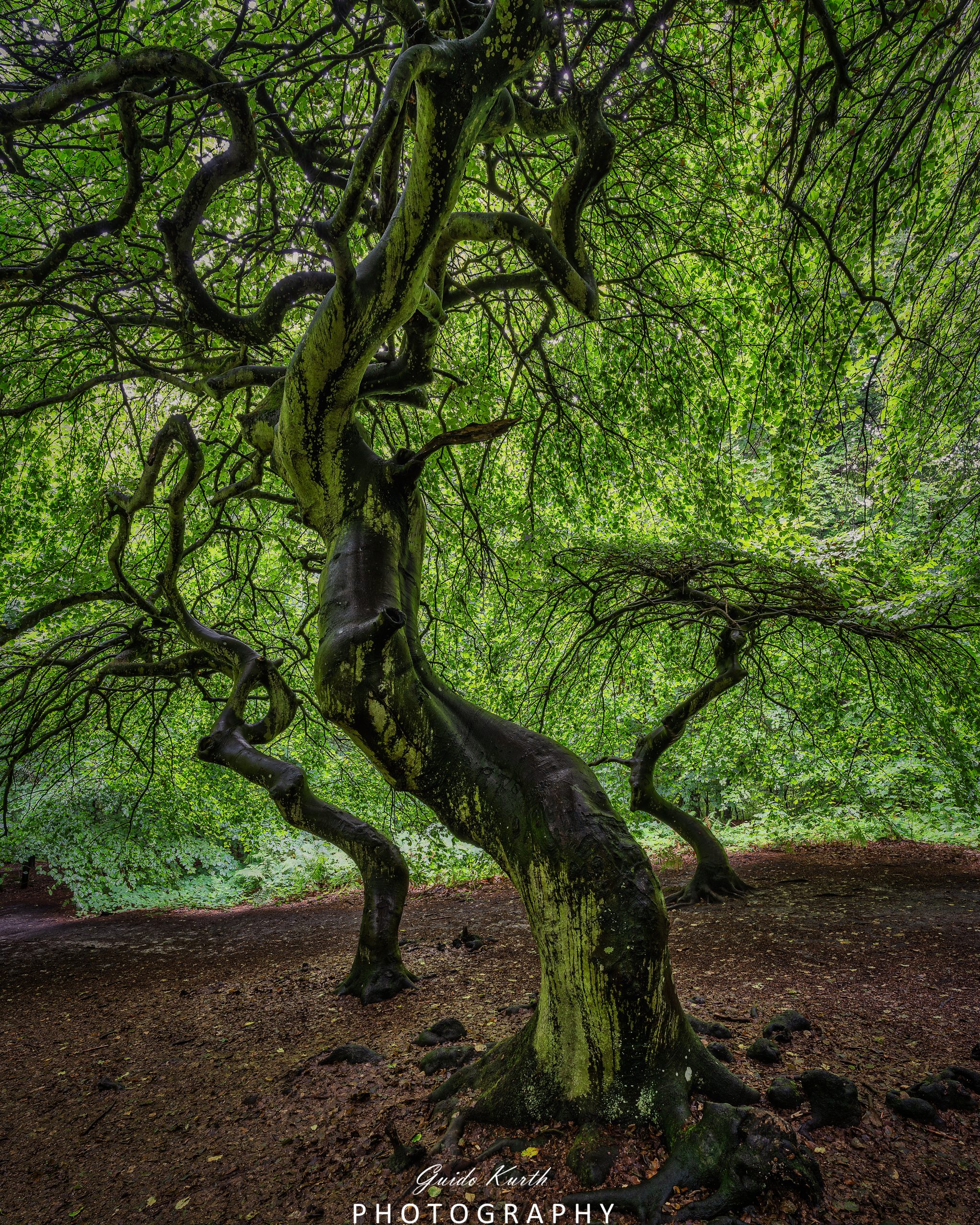 Du betrachtest gerade Hexenwald
