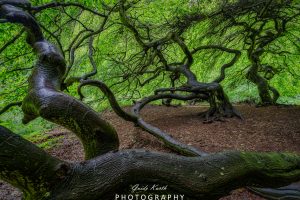 Mehr über den Artikel erfahren Hexenwald