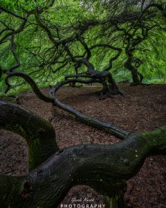 Mehr über den Artikel erfahren Hexenwald