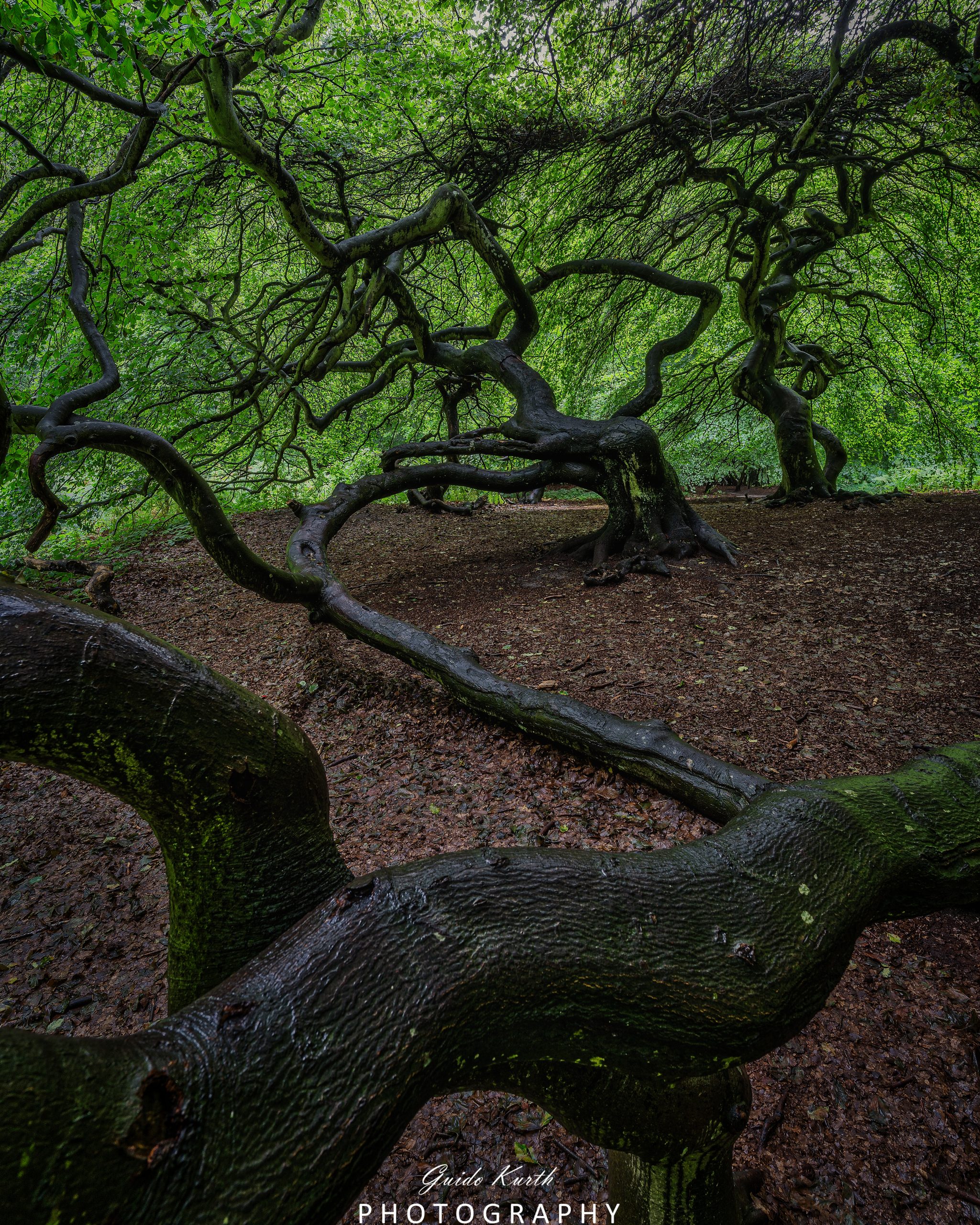 Du betrachtest gerade Hexenwald