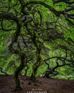 Mehr über den Artikel erfahren Hexenwald