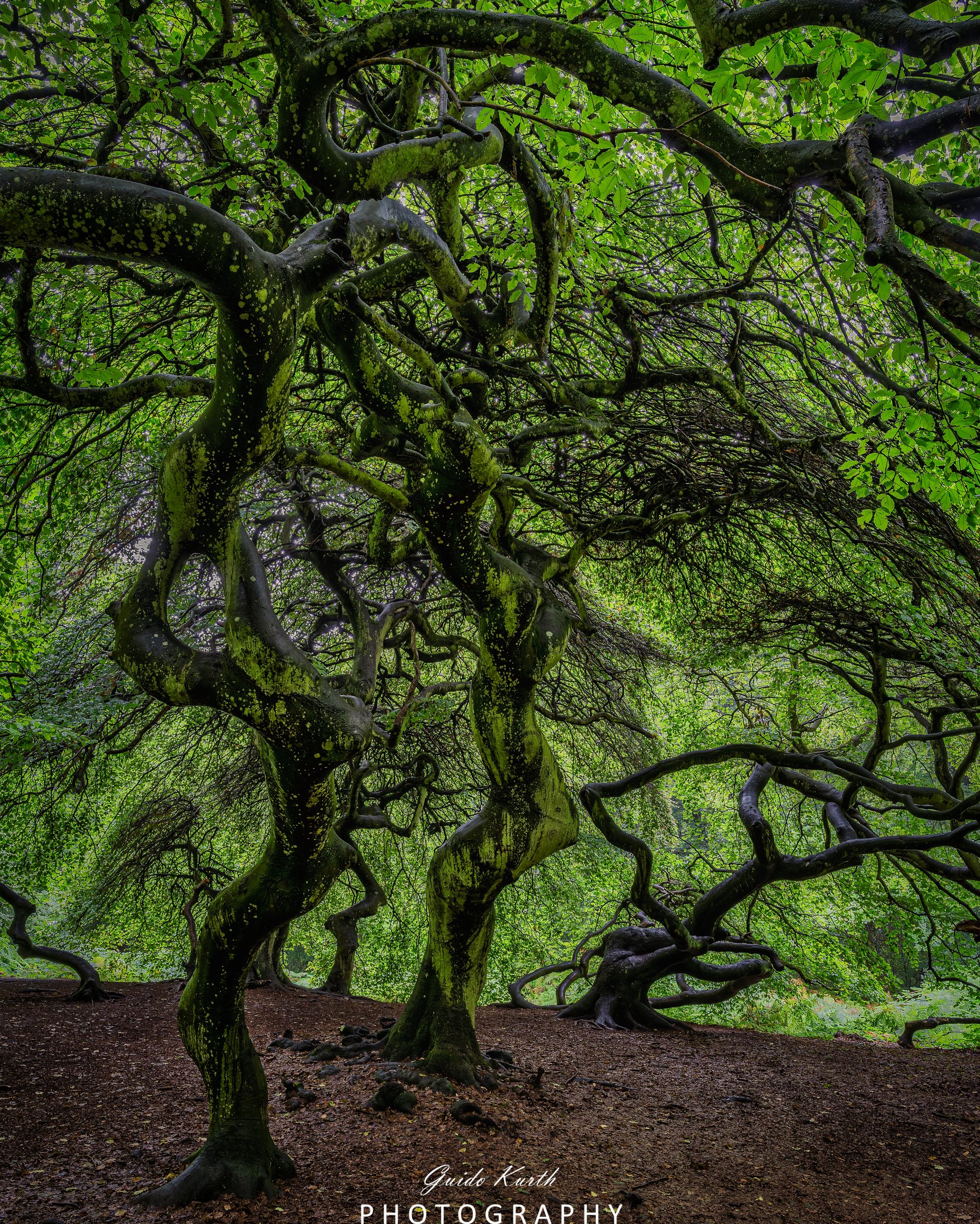 Du betrachtest gerade Hexenwald