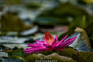 Mehr über den Artikel erfahren Prachtvolle Seerose