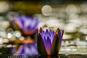 Mehr über den Artikel erfahren Seerosen im Glitzern der Sonne