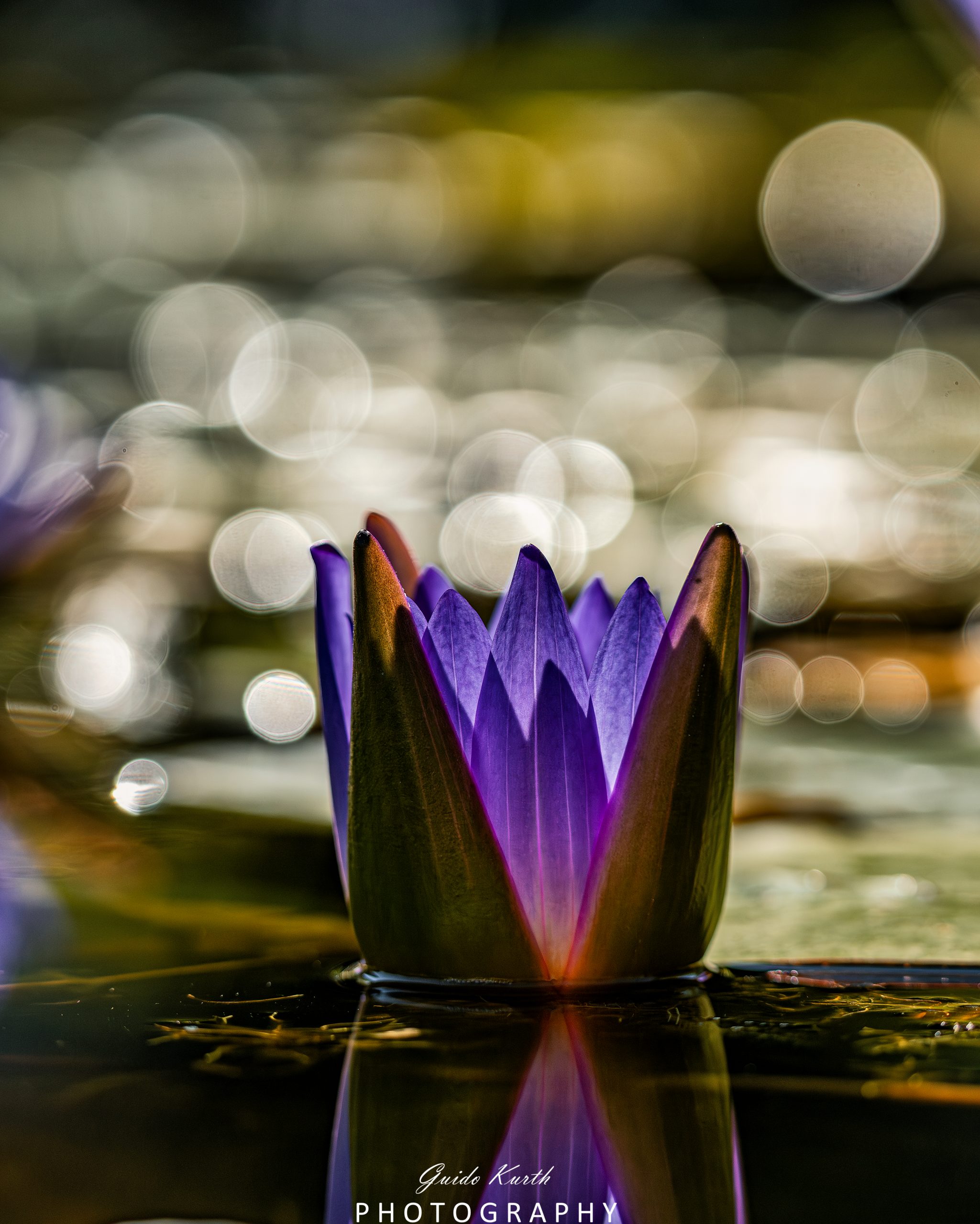 Du betrachtest gerade Seerose im glitzern der Sonne