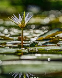 Mehr über den Artikel erfahren In Lauerstellung…..