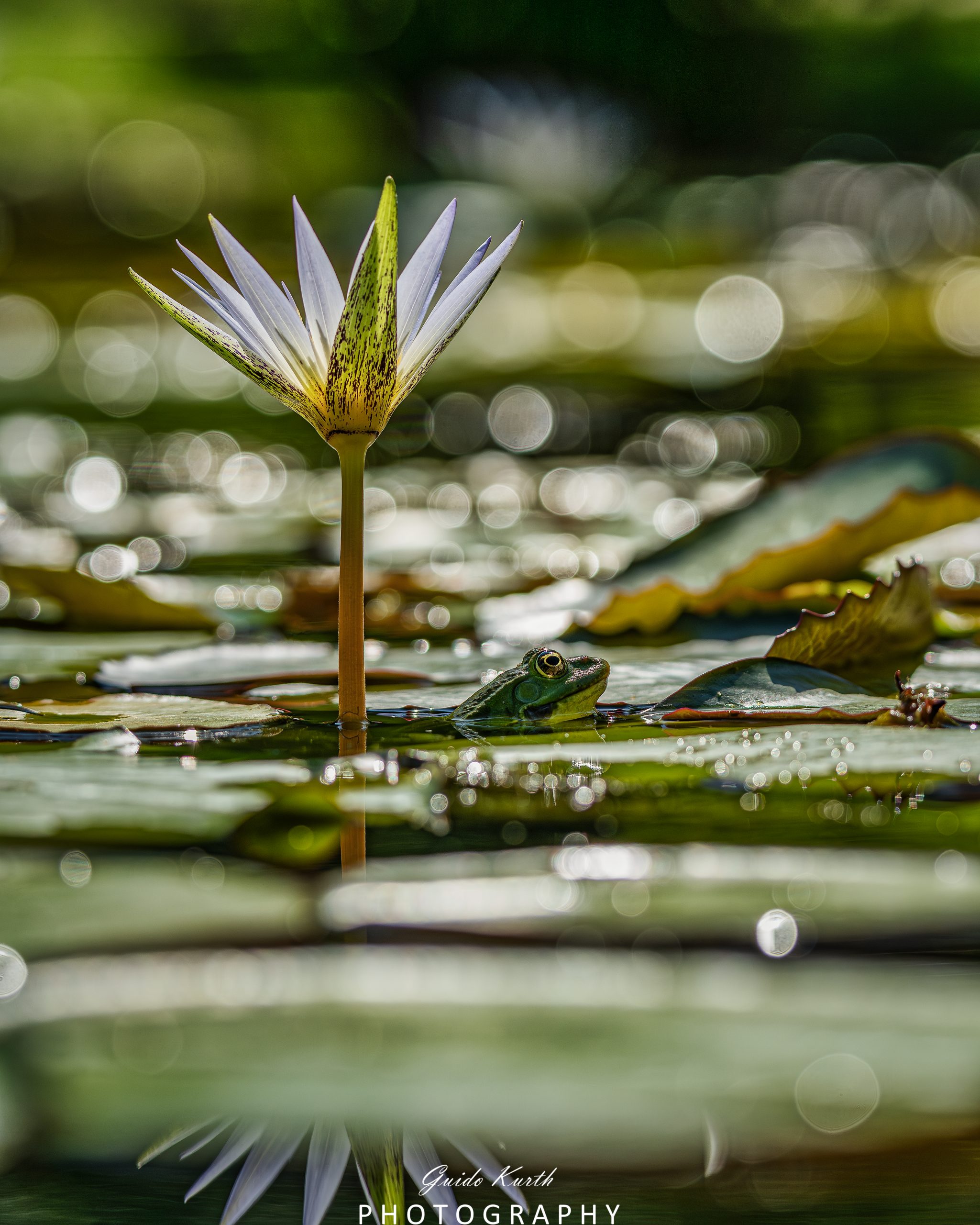 Mehr über den Artikel erfahren In Lauerstellung…..