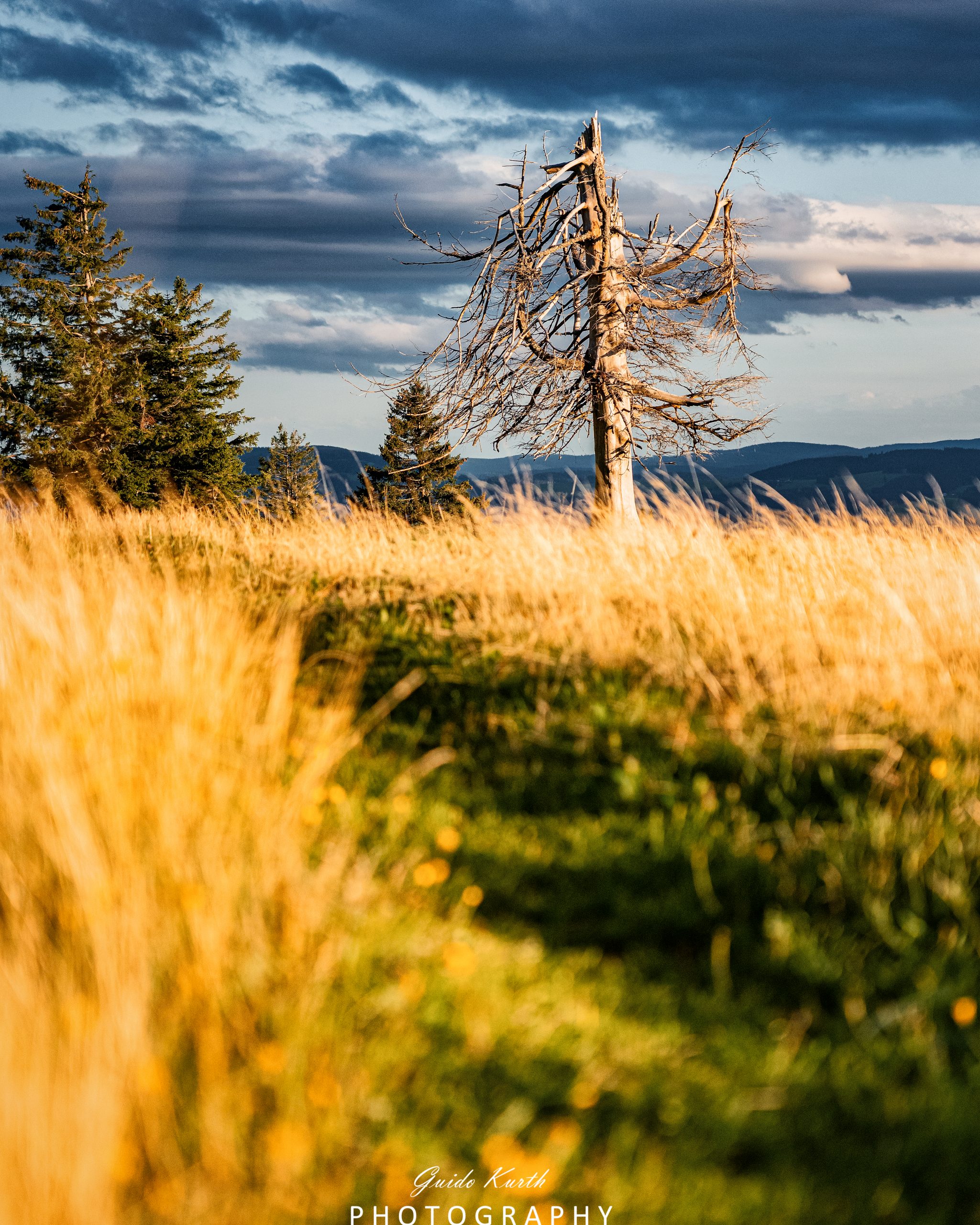 Du betrachtest gerade Kandel