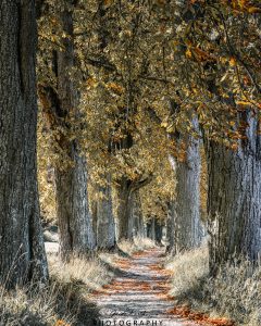 Mehr über den Artikel erfahren Endingen