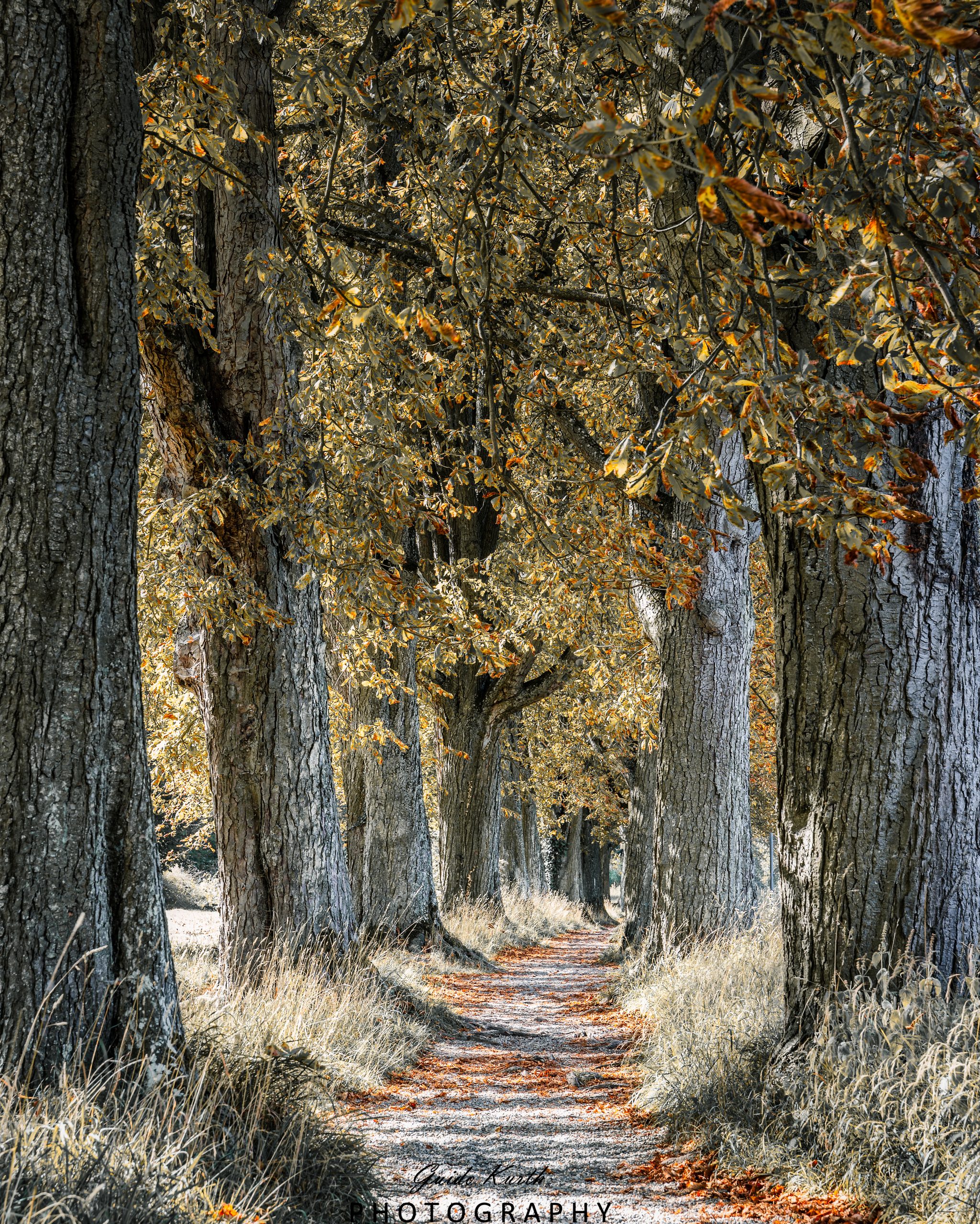 Mehr über den Artikel erfahren Endingen