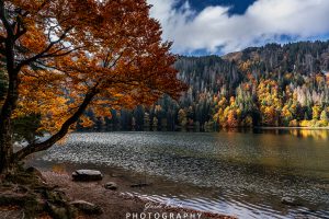 Mehr über den Artikel erfahren Feldsee Herbst