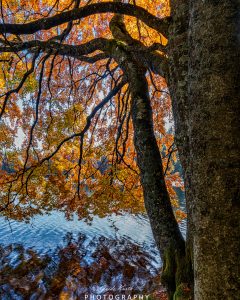 Mehr über den Artikel erfahren Feldsee Herbst