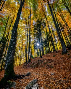 Mehr über den Artikel erfahren Feldsee Herbst
