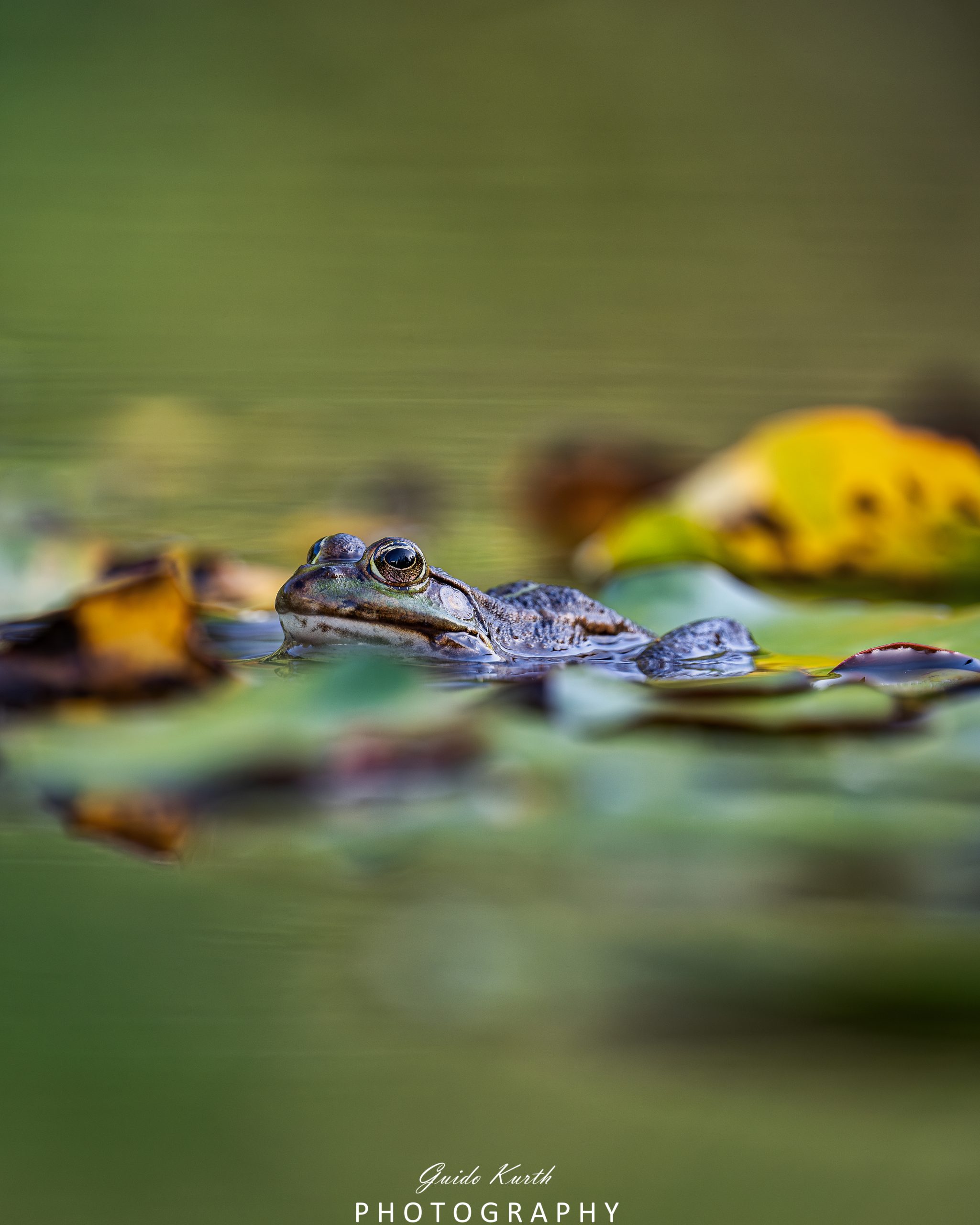 Mehr über den Artikel erfahren Die Welt der Frösche