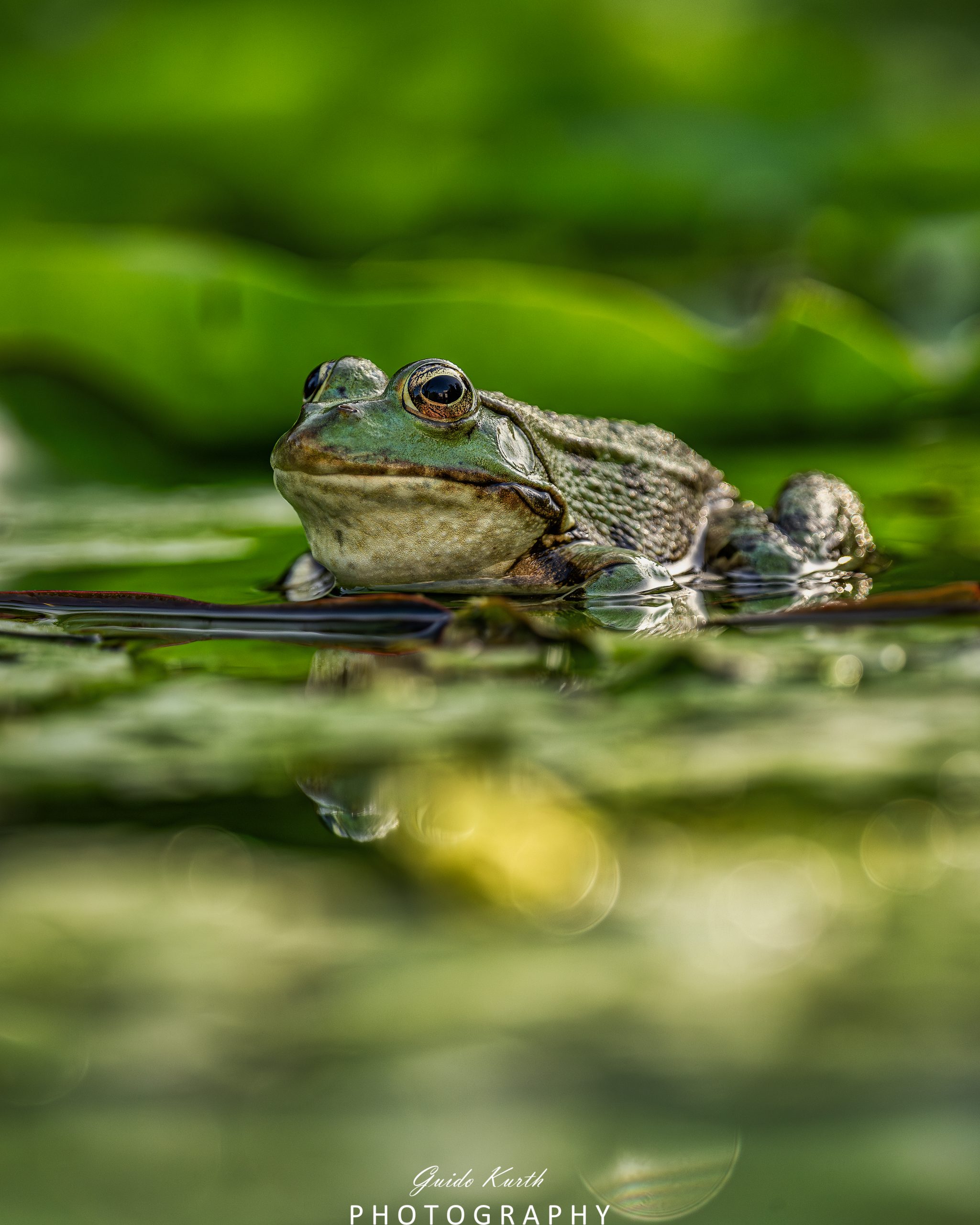 Du betrachtest gerade Die Welt der Frösche