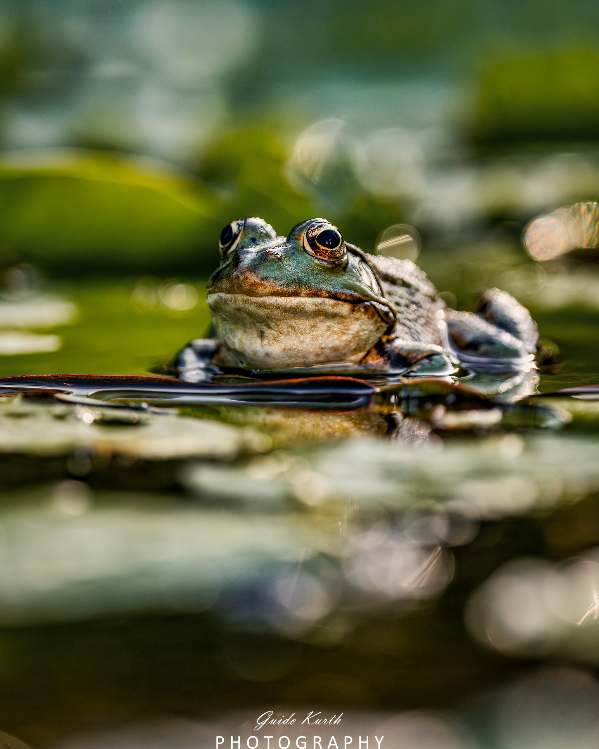 Du betrachtest gerade Die Welt der Frösche